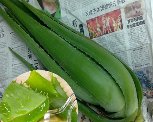 美国库拉索芦荟的神奇功效（探寻库拉索芦荟营养价值与药用作用）