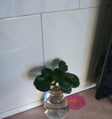 玉树水培技术的全面指南（探秘玉树水培，轻松培养多肉植物）