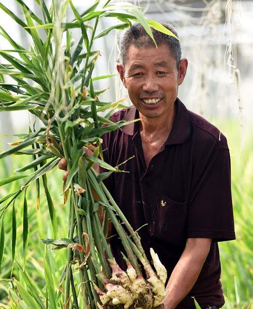 生姜种植技术与管理（种植技巧、病虫害防治和收获管理）