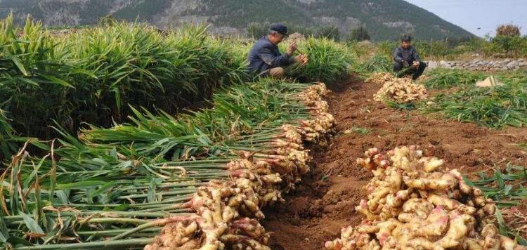 生姜种植技术与管理（种植技巧、病虫害防治和收获管理）