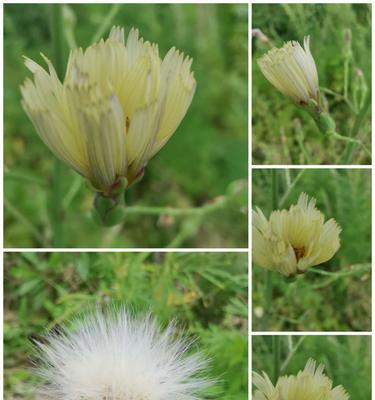 探究菊花根的特点（菊花根的形态、功能与适应性）