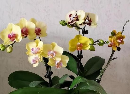 蝴蝶兰的寿命（探究蝴蝶兰能存活多久，如何延长其寿命）
