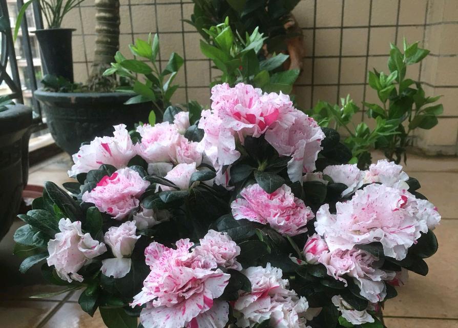 养殖杜鹃花常见虫害及防治方法（保护您的杜鹃花，远离虫害侵害）