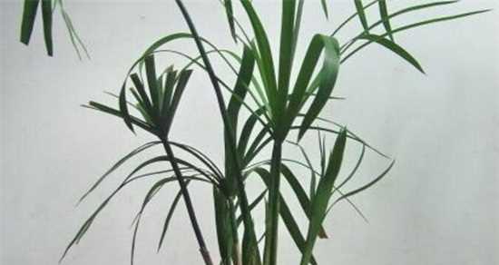 水竹的养殖技巧（如何成功种植出健康生长的水竹？）