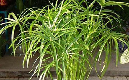 水竹的养殖技巧（如何成功种植出健康生长的水竹？）