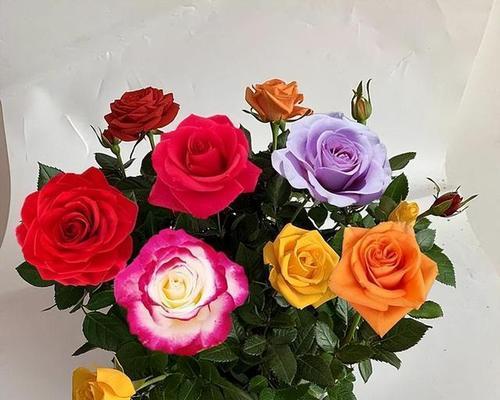 探索玫瑰花的多样性（从颜色到品种，了解玫瑰花的变化）