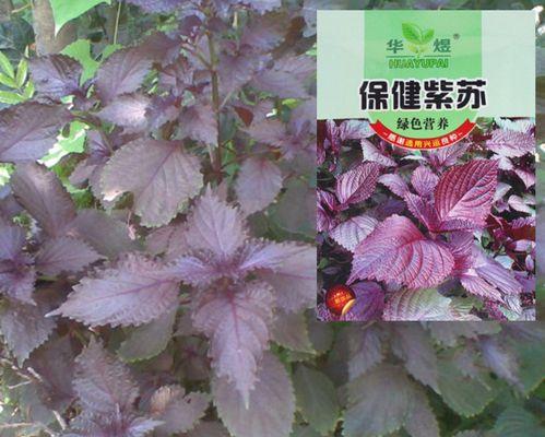家庭紫苏栽培方法（轻松培育紫苏，自家种植时尚有趣）