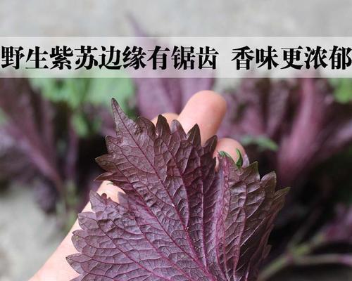 家庭紫苏栽培方法（轻松培育紫苏，自家种植时尚有趣）