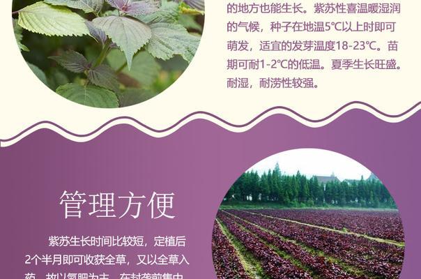 家庭紫苏栽培方法（轻松培育紫苏，自家种植时尚有趣）