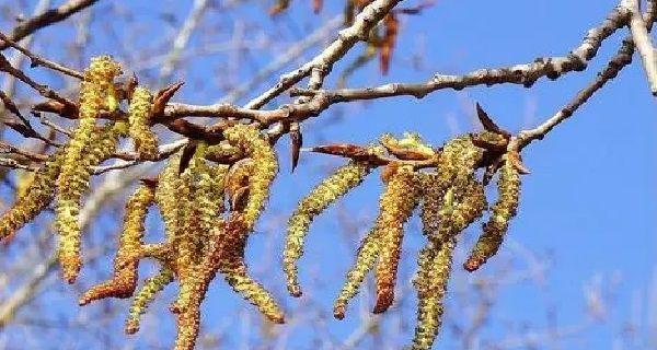 植物种子的传播方式：探究植物王国的繁衍之路