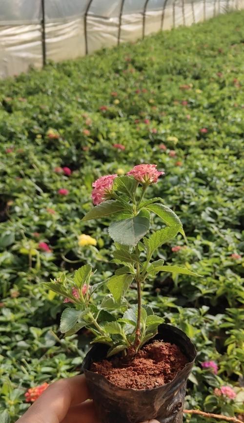 五彩花种植指南（打造缤纷花园，五彩缤纷的秘诀在这里）