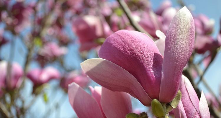 红玉兰的花期及生长习性（多年生常绿灌木，花期长达两个月）