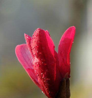 红玉兰的花期及生长习性（多年生常绿灌木，花期长达两个月）
