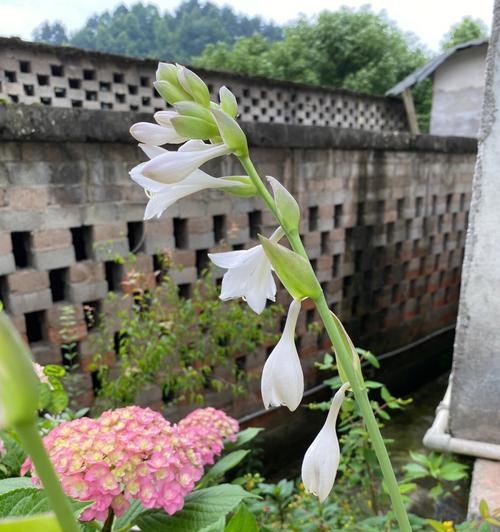 花叶玉簪开花时间及特点（迷人的花海，盛开的美丽）