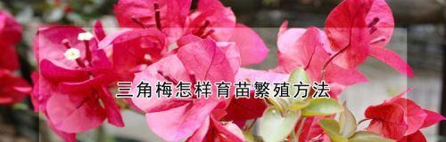 三角梅的育苗繁殖方法（了解三角梅育苗繁殖的技巧，打造美丽庭院）