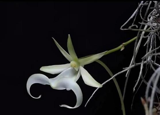 鬼兰花——神秘的热带花卉（了解鬼兰花的形态与特点）