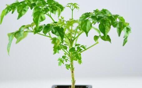 幸福树养殖详解（打造快乐生活，从幸福树开始）