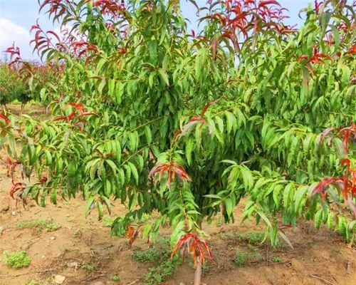 红叶碧桃的种植方法（如何种植红叶碧桃，打造美丽花园）