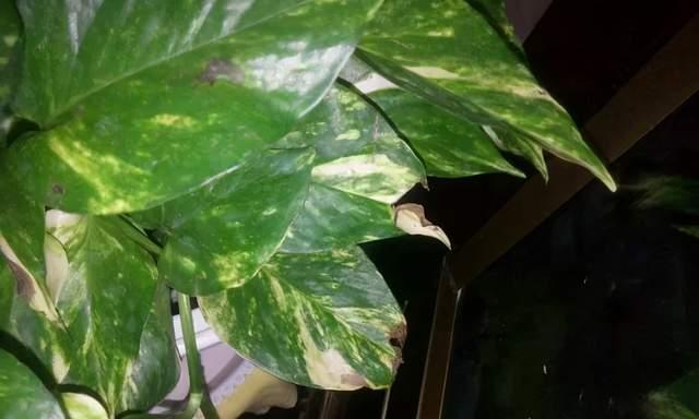 绿萝叶片枯焦下垂的原因及对策（冬季养护重点，了解叶片枯焦下垂，保持绿萝健康）
