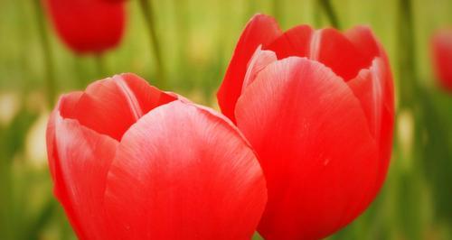 加拿大国花——红枫叶（从枫叶到国花，探寻加拿大文化的象征意义）