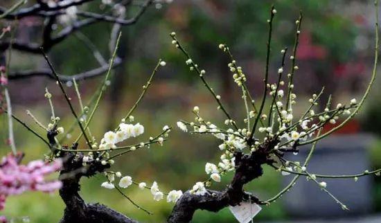 茶梅花的养殖方法（打造优美园林的必备良品）