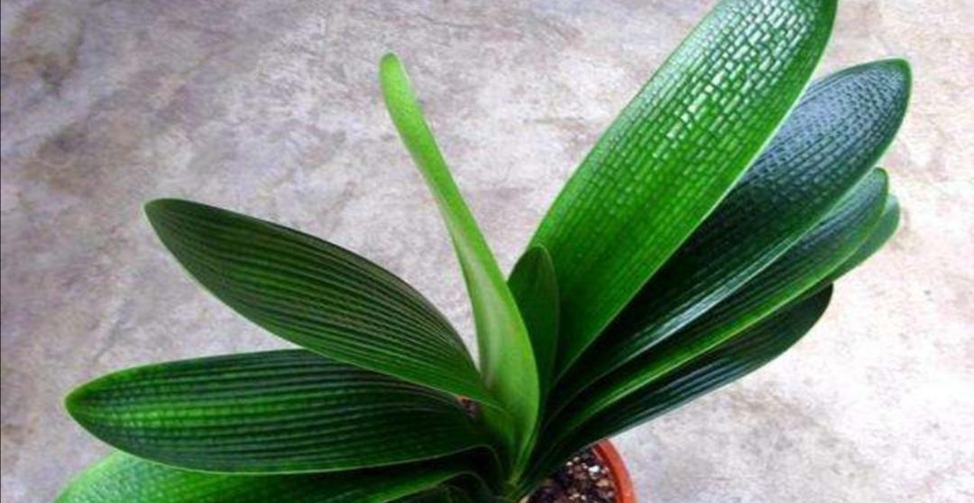 君子兰种子的最佳采摘时间（掌握最佳时间，让君子兰茁壮成长）