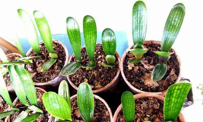 君子兰种子的最佳采摘时间(掌握最佳时间,让君子兰茁壮成长) 君子兰种子的最佳采摘时间(掌握最佳时间,让君子兰茁壮成长)