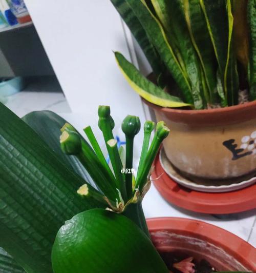 君子兰种子的最佳采摘时间(掌握最佳时间,让君子兰茁壮成长) 君子兰种子的最佳采摘时间(掌握最佳时间,让君子兰茁壮成长)