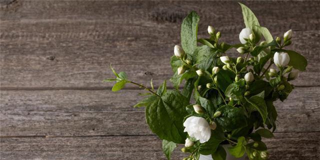 如何正确修剪茉莉花（茉莉花修剪方法大全，轻松打造精致花园）