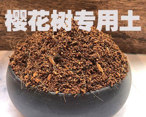 如何给樱花树施肥（营养供应决定花期好坏，掌握施肥技巧让樱花更美）