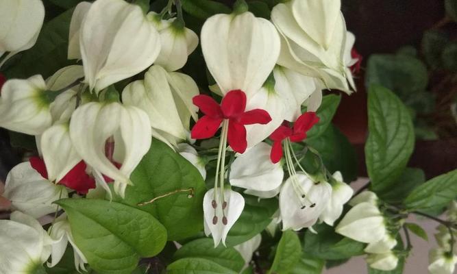 红花龙吐珠花的养护方法（精细呵护，让它开出绚丽的花）