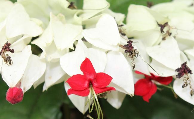 红花龙吐珠花的养护方法（精细呵护，让它开出绚丽的花）