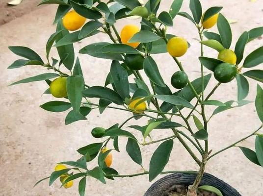如何养护健康的金桔树（从栽培到收获，金桔树成长必须知道的八个细节）
