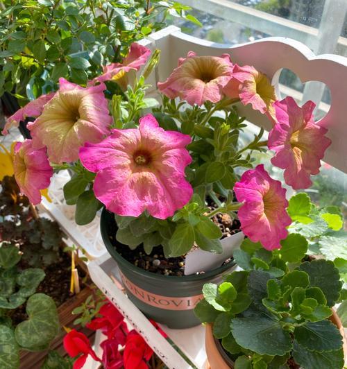 矮牵牛的花期与生长习性（了解矮牵牛的开花时间和养护技巧，让你的花园更美丽）