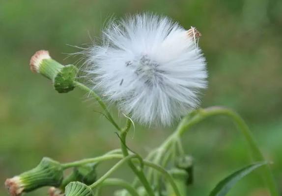 蒲公英的病害防治方法（保护你的蒲公英花园）