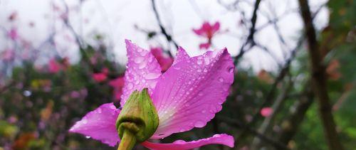 探究紫荆花的花期和观赏方法（花期多久？如何正确欣赏？）