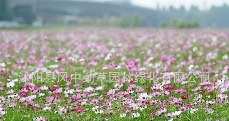 波斯菊种子发芽需要多长时间？（探究波斯菊种子发芽的过程和时间要求）