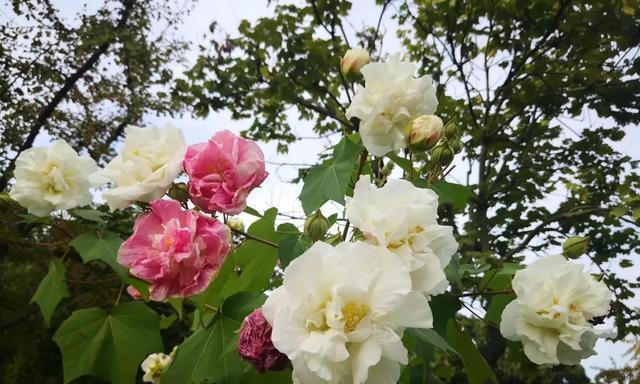 秋季移栽芙蓉花的正确方法（重视园艺技巧，让芙蓉花更健康）
