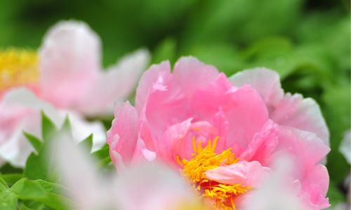 牡丹花盛开时节（赏花时间及品种介绍）