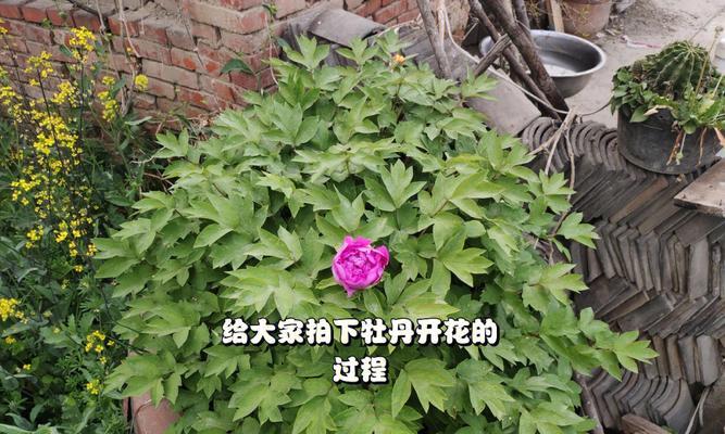 牡丹花盛开时节（赏花时间及品种介绍）