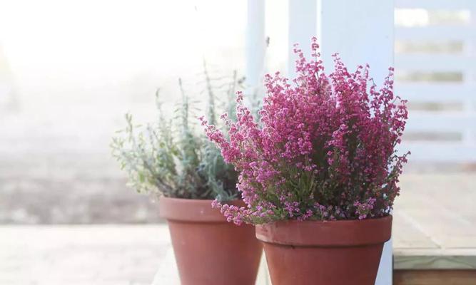 冬天开花的植物——打破季节界限的奇妙生命（从寒风中绽放出生命之花，探秘冬季开花的植物世界）