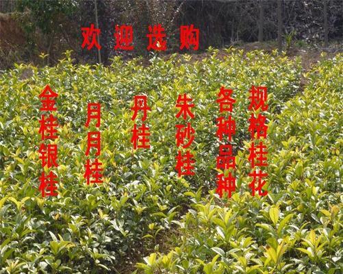 如何种植桂花种子？——从选种到成树的全过程（时间、方法、技巧应该注意什么？）