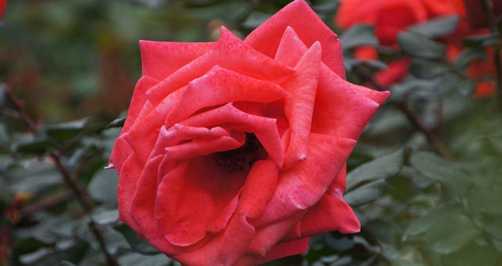 探秘月季花的种类（了解月季花的不同品种和特点）