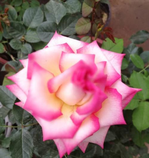探秘月季花的种类（了解月季花的不同品种和特点）