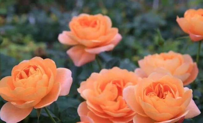 探秘月季花的种类（了解月季花的不同品种和特点）