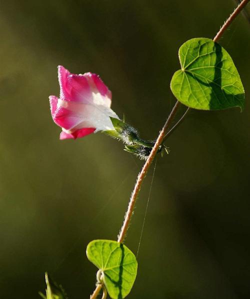 秋天的牵牛花开不开？（了解牵牛花生长习性，揭秘牵牛花开花秘密）