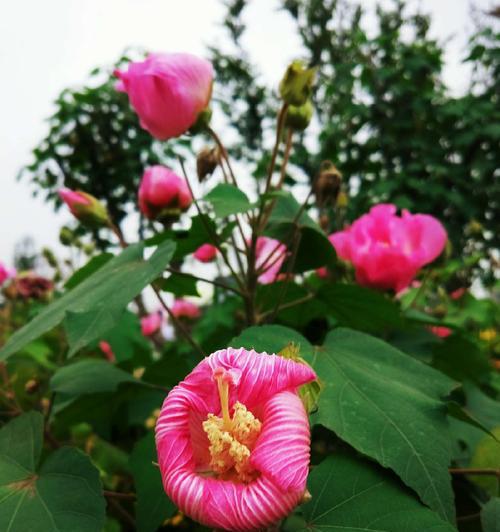 品味芙蓉花的多彩生命（探索芙蓉花的品种及特点）