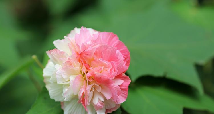 品味芙蓉花的多彩生命（探索芙蓉花的品种及特点）