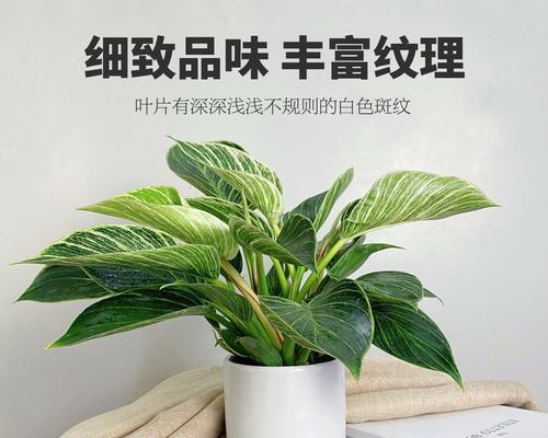 为什么办公室绿植变黄？（探究办公室绿植变黄的原因和解决方法。）