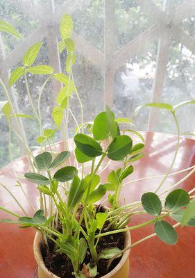 花生芽的种植与养护（从种子到收成，打造健康的花生芽）